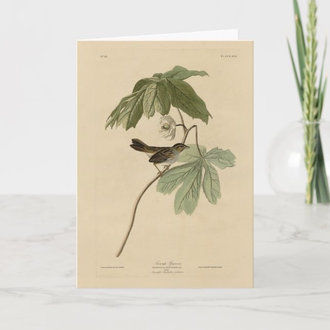 Swamp Sparrow från Audubon's Birds of America Kort (Framsida)
