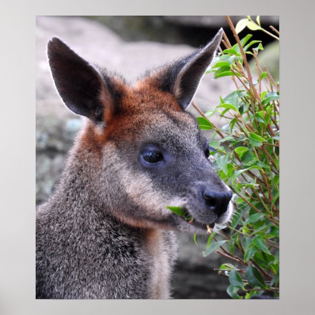 Swamp Wallaby Poster (Framsidan)