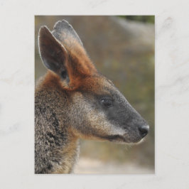 Swamp Wallaby-vykort Vykort