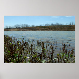 Swampy Scape Poster