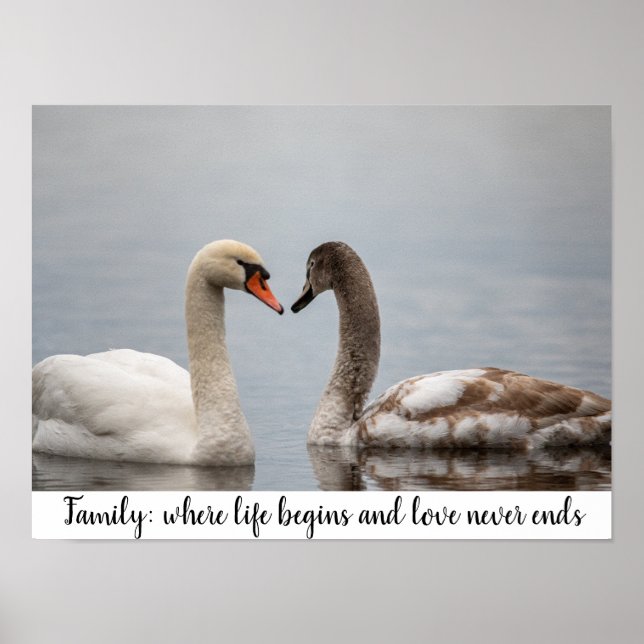 Swan Duo Nature Photo Wall Decor Poster (Framsidan)