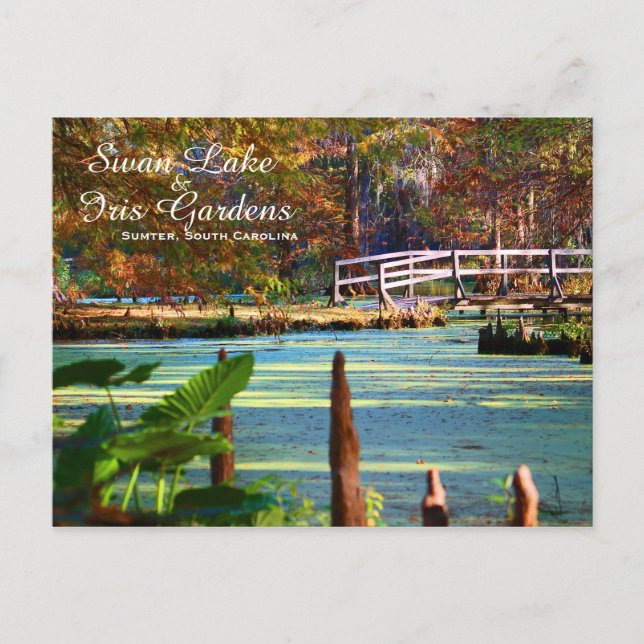 Swan Lake Iris Gardens, Sumter, South Carolina Vykort (Framsida)