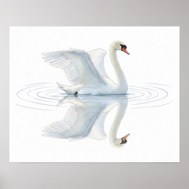 Swan Reflection Poster (Framsidan)