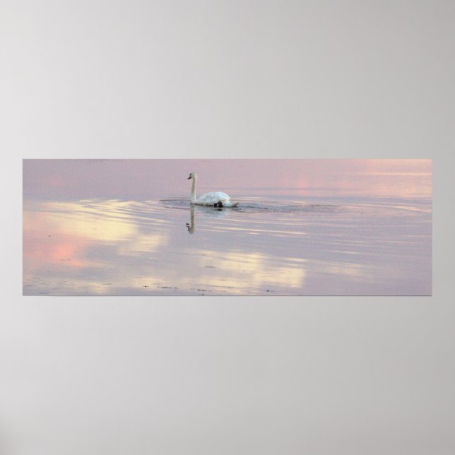 Swan Reflections Poster (Framsidan)