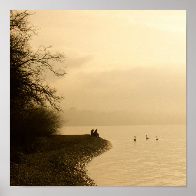 Swans on a Lake Poster (Framsidan)