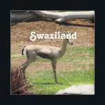 Swaziland Gazelle Magnet<br><div class="desc">Thomsons Gazelle är Swazilands nationella djur.</div>