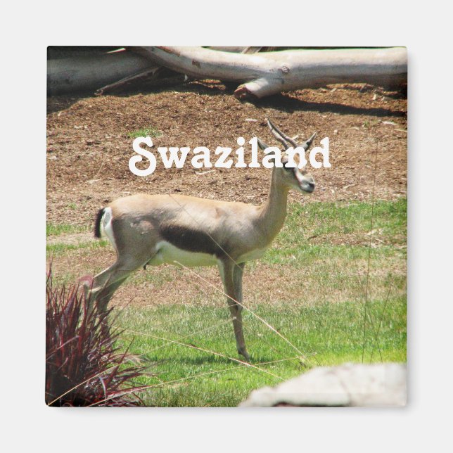 Swaziland Gazelle Magnet (Framsidan)