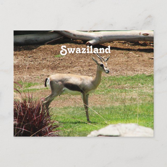 Swaziland Gazelle Vykort (Framsida)