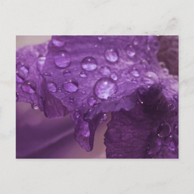 Sweaty Iris Vykort (Framsida)