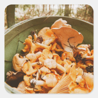 Swedish Archipelago Mushroom Foraging Photo Fyrkantigt Klistermärke