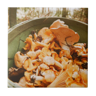 Swedish Archipelago Mushroom Foraging Photo Kakelplatta