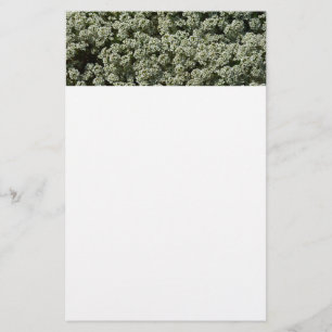Sweet Alyssum Flowers White Blommigt Brevpapper