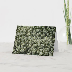 Sweet Alyssum Flowers White Blommigt Kort