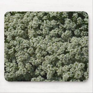 Sweet Alyssum Flowers White Blommigt Musmatta