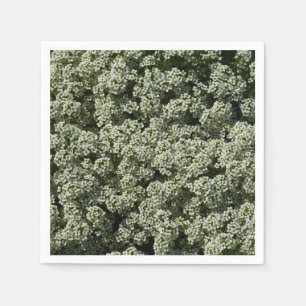 Sweet Alyssum Flowers White Blommigt Pappersservett