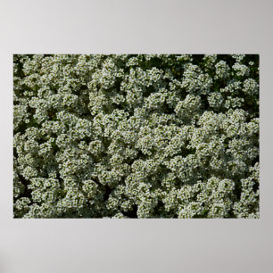 Sweet Alyssum Flowers White Blommigt Poster