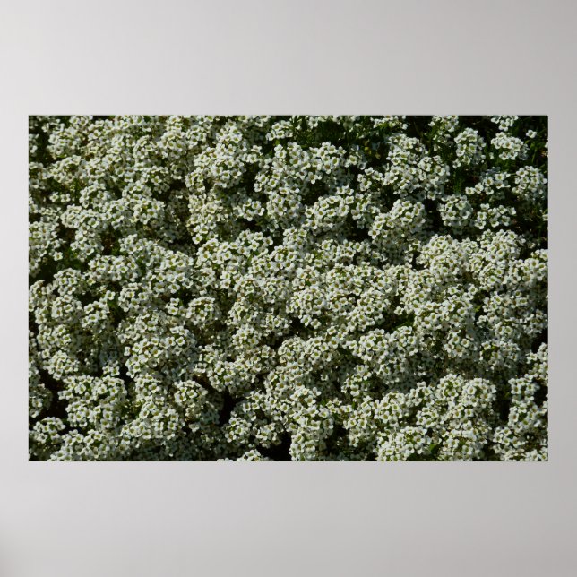 Sweet Alyssum Flowers White Blommigt Poster (Framsidan)