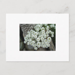 Sweet Alyssum Vykort
