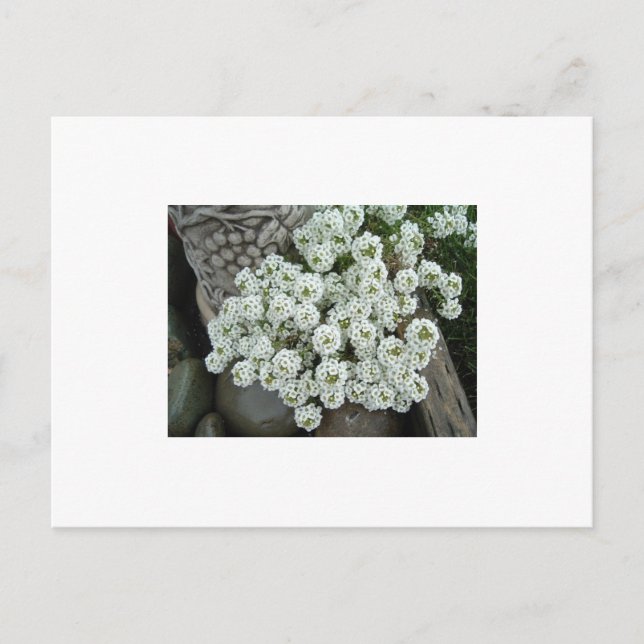 Sweet Alyssum Vykort (Framsida)