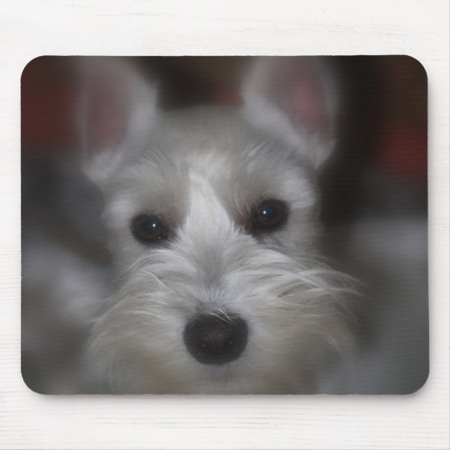Sweet Ansikte White Schnauzer Puppy Musmatta (Framsidan)