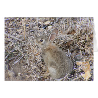 Sweet Baby Bunny Hälsningskort