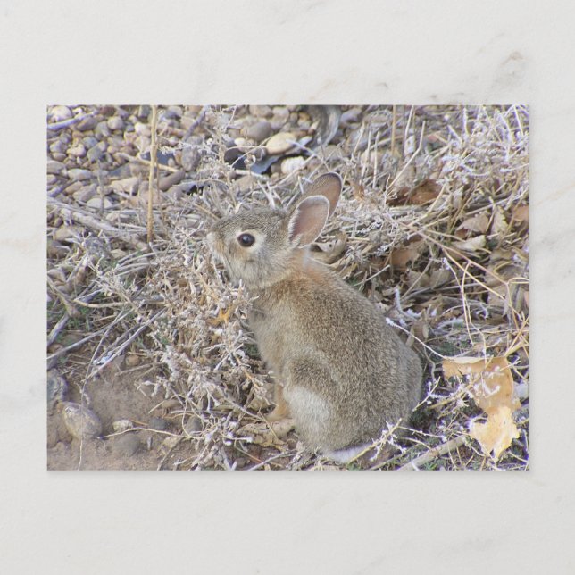 Sweet Baby Bunny Vykort (Framsida)