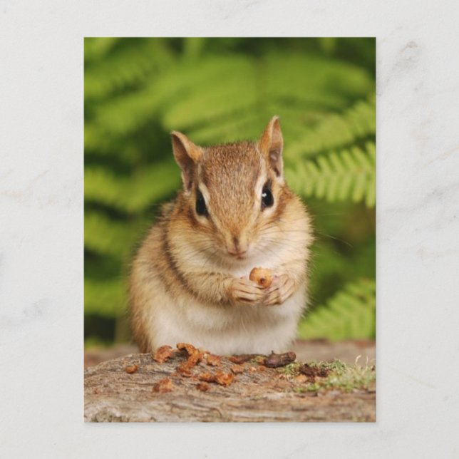 Sweet Baby Chipmunk-vykort Vykort (Framsida)