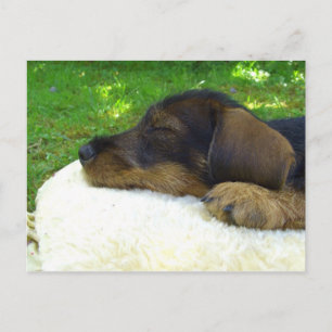 Sweet Baby Dachshund, sömnvalp Vykort