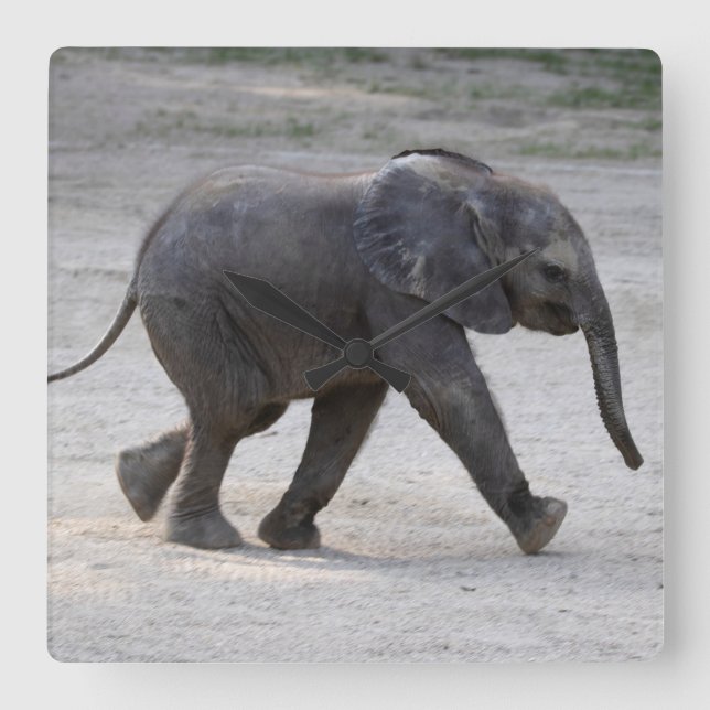 Sweet Baby Elephant Kibali Fyrkantig Klocka (Framsida)