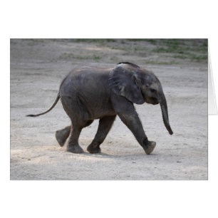 Sweet Baby Elephant Kibali OBS Kort