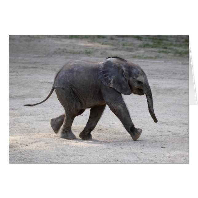 Sweet Baby Elephant Kibali OBS Kort (Framsidan Horizontal)