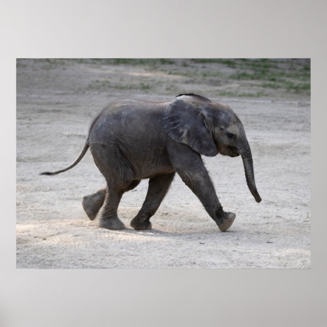 Sweet Baby Elephant Kibali Poster (Framsidan)
