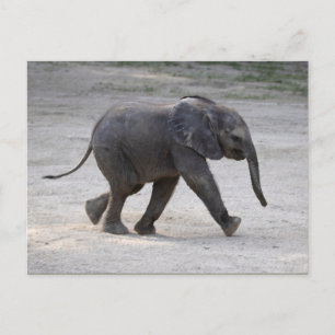 Sweet Baby Elephant Kibali Vykort