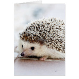 Sweet Baby Hedgehog OBS Kort