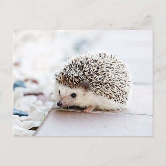 Sweet Baby Hedgehog Vykort (Framsida)