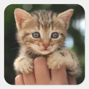 Sweet Baby Kitten Fyrkantigt Klistermärke