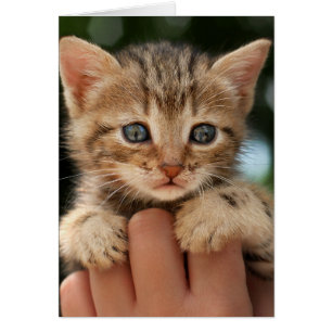 Sweet Baby Kitten Hälsningskort