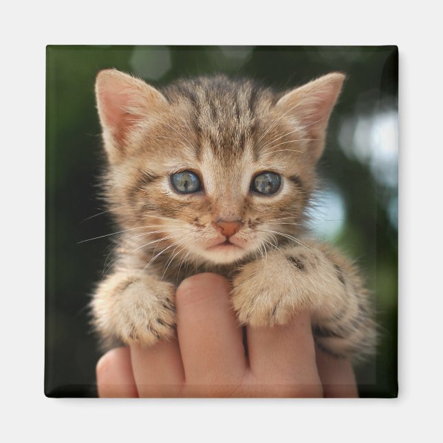 Sweet Baby Kitten Magnet (Framsidan)