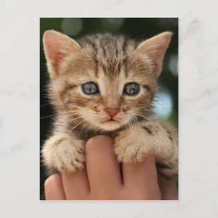 Sweet Baby Kitten Vykort