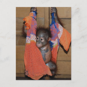 Sweet Baby Orangutan Rädding Vykort