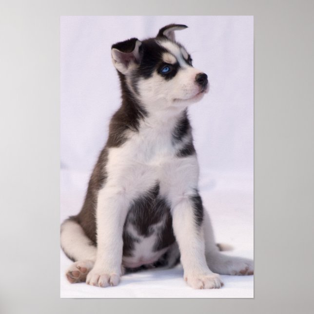 Sweet Baby Puppy Poster (Framsidan)
