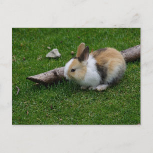 Sweet Baby Rabbit Vykort