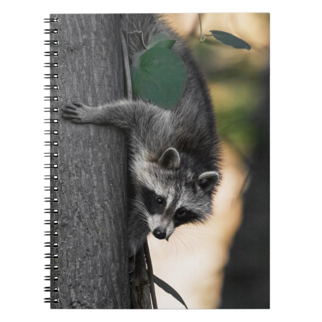 Sweet Baby Raccoon Anteckningsbok (Framsidan)