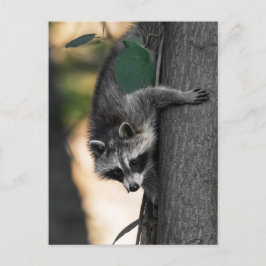 Sweet Baby Raccoon Vykort