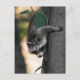 Sweet Baby Raccoon Vykort