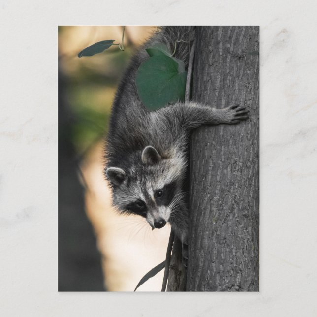 Sweet Baby Raccoon Vykort (Framsida)