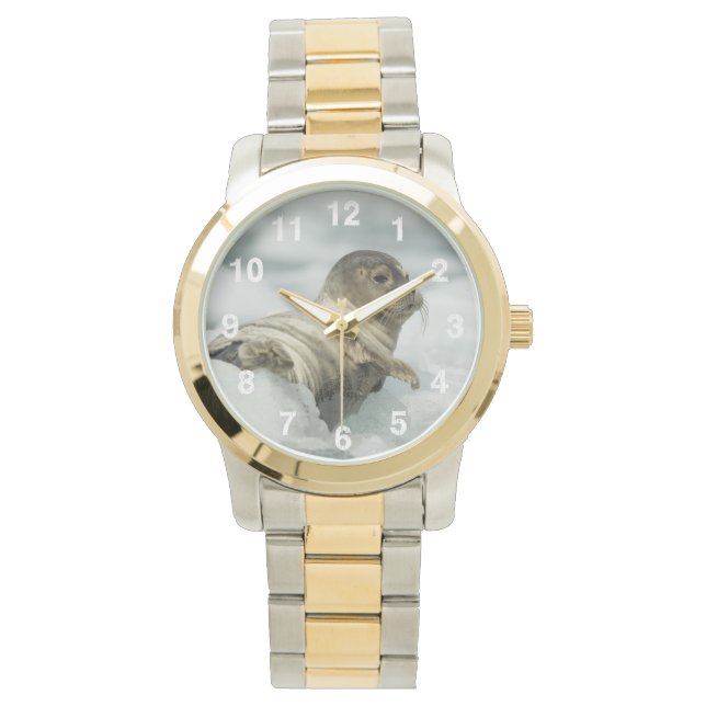 Sweet Baby Seal Armbandsur (Framsida)