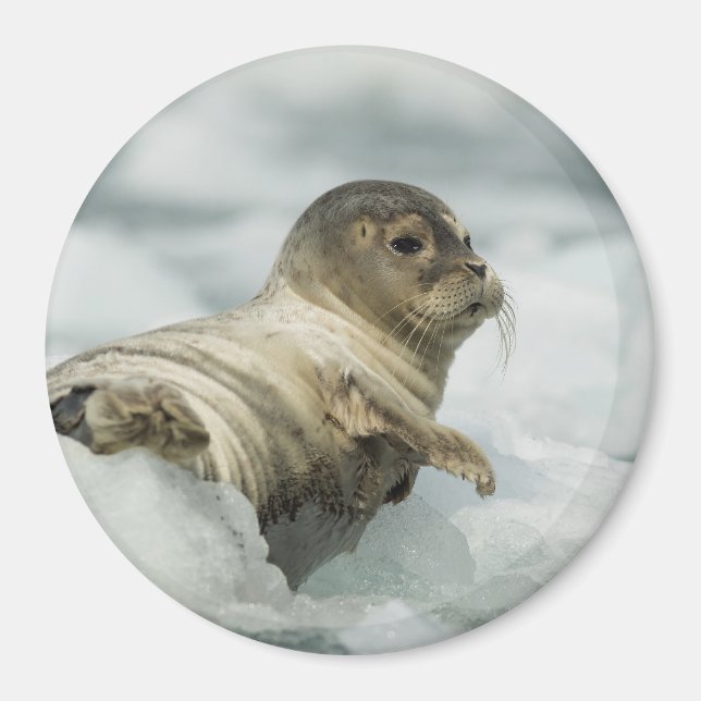 Sweet Baby Seal Magnet (Framsidan)