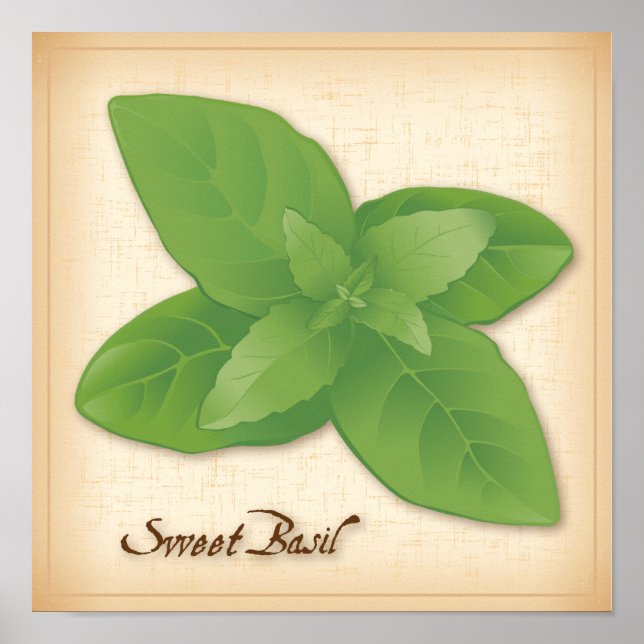 Sweet Basil Herb Poster (Framsidan)