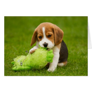 Sweet Beagle Puppy med Cudely Leksak Hälsningskort